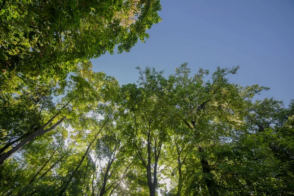 Coronas de árboles contra el cielo azul . — Foto de Stock