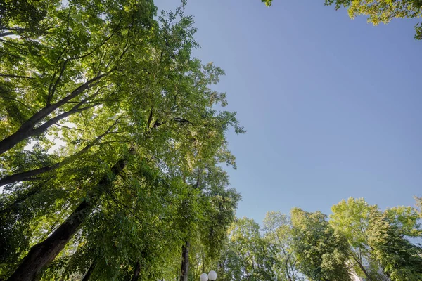 Coronas de árboles contra el cielo azul . — Foto de Stock