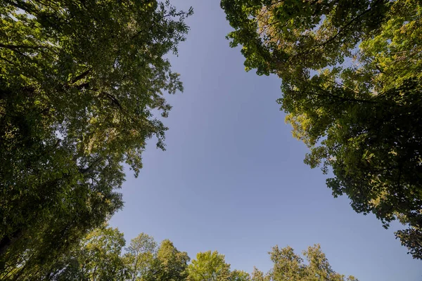 Coronas de árboles contra el cielo azul . — Foto de Stock