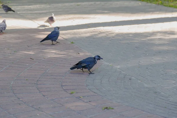 Palomas grises en el pavimento del parque . — Foto de Stock