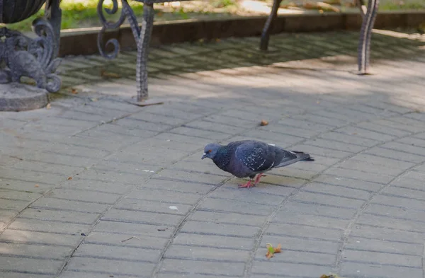 Šedí holubi na chodníku v parku. — Stock fotografie