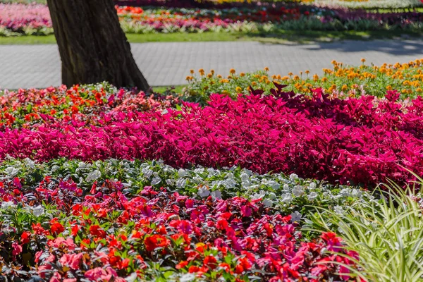 Piękne jasne kwietniki z kwiatami w parku. — Zdjęcie stockowe