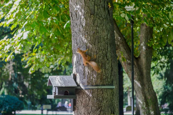 Young squirrel at a feeding trough on a tree. — Stock Photo, Image