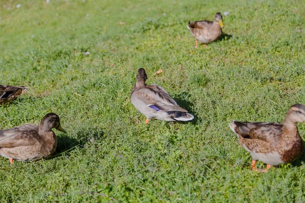Patos selvagens cinzentos caminham na grama . — Fotografia de Stock