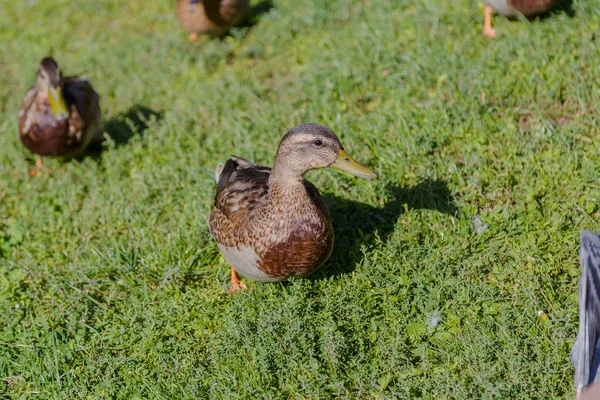 Los patos salvajes grises caminan sobre la hierba . — Foto de Stock