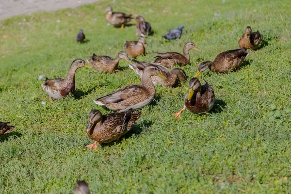 Gray wild ducks walk on the grass.