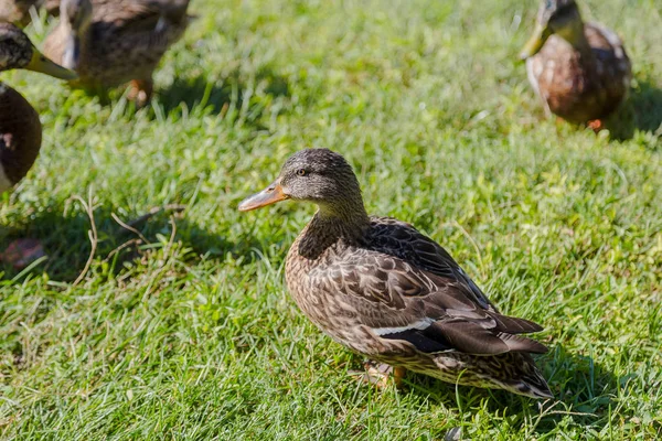 Gray wild ducks walk on the grass.