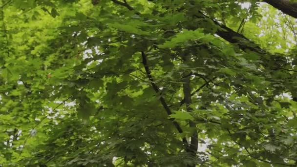 Branches naturelles d'arbres verts se balançant du vent . — Video