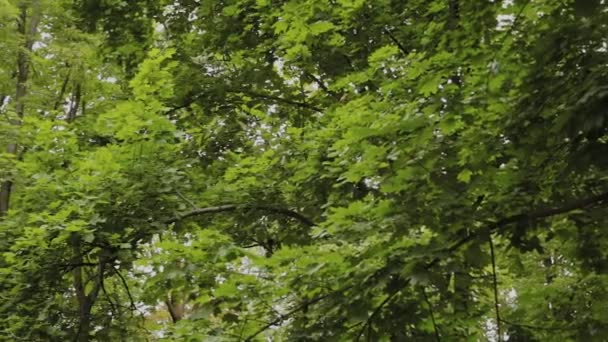 바람에 흔들 리는 천연 초록수 가지들. — 비디오