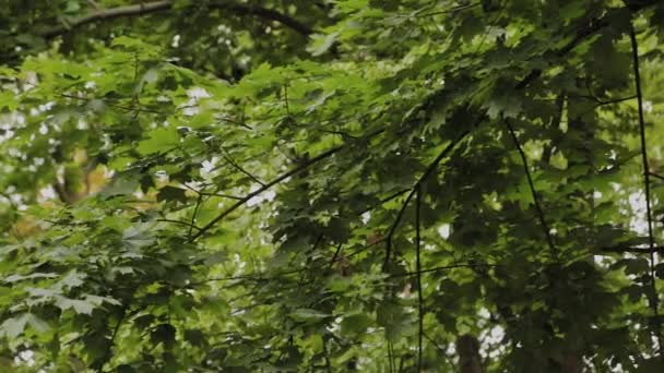 바람에 흔들 리는 천연 초록수 가지들. — 비디오