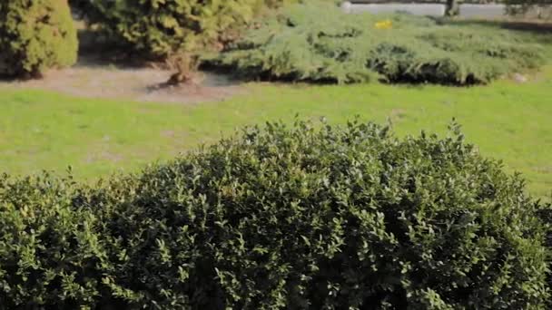 Sűrű bokrok zöld levelei napsütéses napon. — Stock videók
