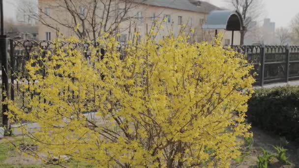 Forsythia buskar blommade gula blommor. Solig vårdag, började Bush att blomma gula blommor. Vacker buske i solljus — Stockvideo