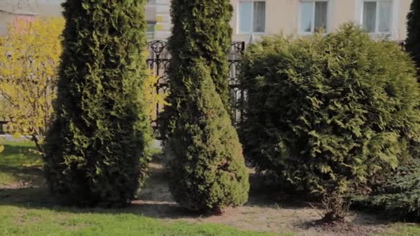 Mooie groene bloembed met planten op het. — Stockvideo