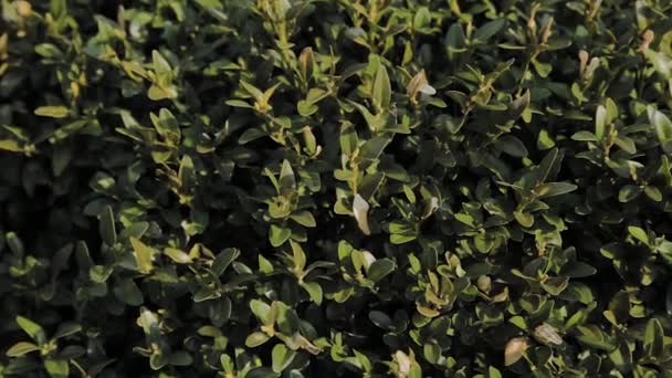 Gröna blad av en tät buske på en solig dag. — Stockvideo