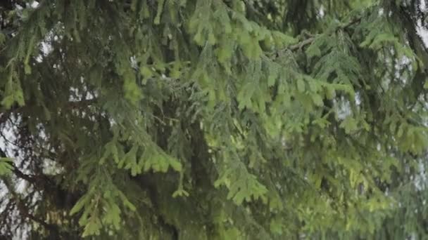 Belos ramos verdes comeram em um dia ensolarado . — Vídeo de Stock
