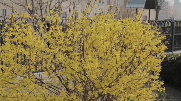 Кущі форсайтії розквітли жовті квіти. Сонячний весняний день, кущ почав цвісти жовтими квітами. Красивий кущ на сонячному світлі — стокове відео