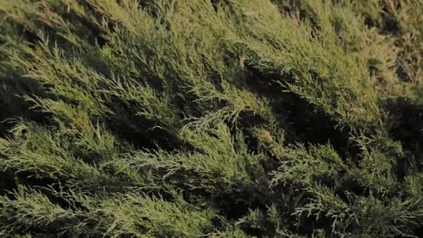 Zelené listy hustého keře za slunečného dne. — Stock video