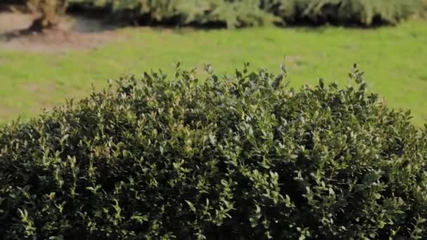 Zelené listy hustého keře za slunečného dne. — Stock video