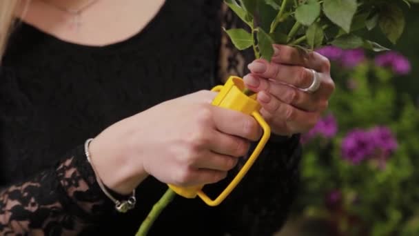 Florista rasga agujas de una rosa con una herramienta especial . — Vídeo de stock