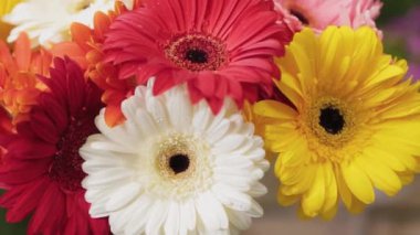 Su damlacıkları olan çok renkli güzel çiçekler..