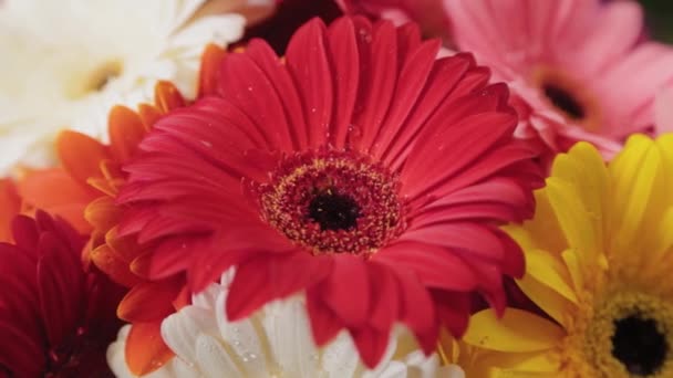 Lindas flores multicoloridas com gotas de água . — Vídeo de Stock