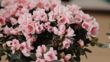 Çiçekçide güzel saksılar.