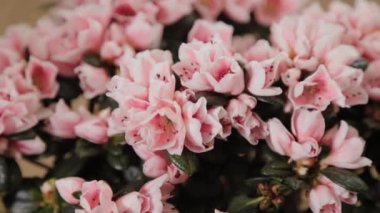 Çiçekçide güzel saksılar.