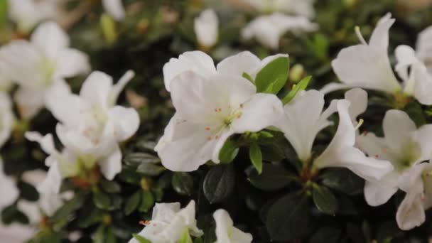 Beautiful potted flowers in a flower shop. — Stock Video