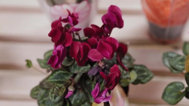 Beautiful potted flowers in a flower shop. — Stock Video