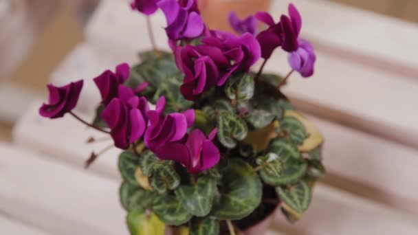 Belles fleurs en pot dans un magasin de fleurs . — Video