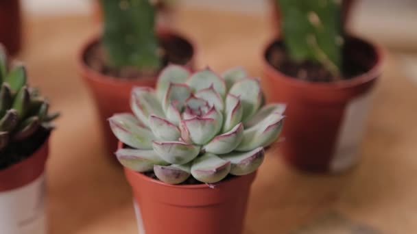 Mooie potted bloemen in een bloemenwinkel. — Stockvideo