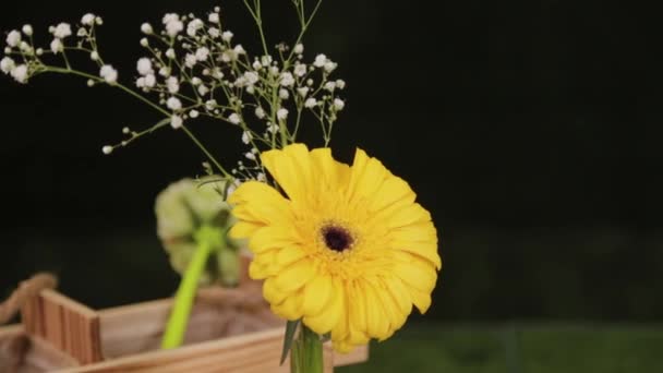 Vackra krukväxter i en blomsteraffär. — Stockvideo