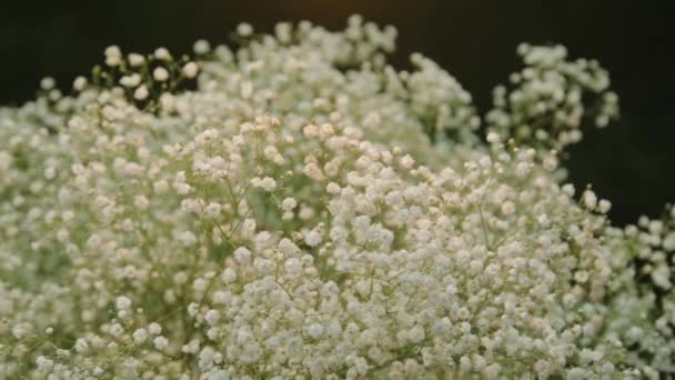 Vackra krukväxter i en blomsteraffär. — Stockvideo