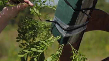 Düğün dekoratörü, evlilik kayıt yerini taze çiçeklerle dekore ediyor..