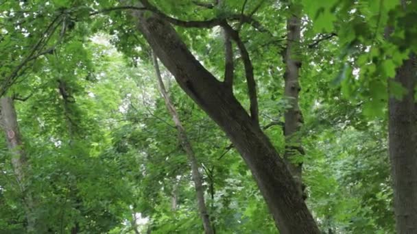 Kroon van groene bomen in de zomer. — Stockvideo