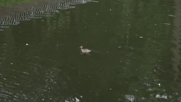 Dois patos selvagens em um parque na água . — Vídeo de Stock