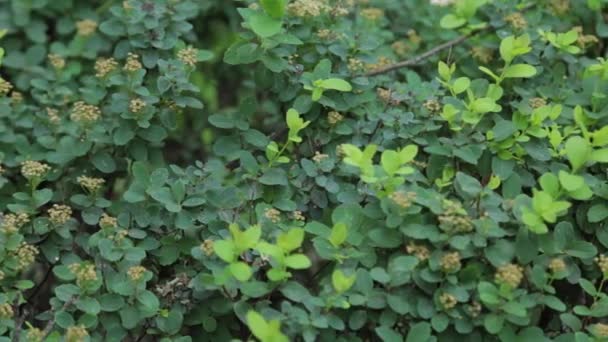 Arbustes verts d'été par une journée ensoleillée. — Video