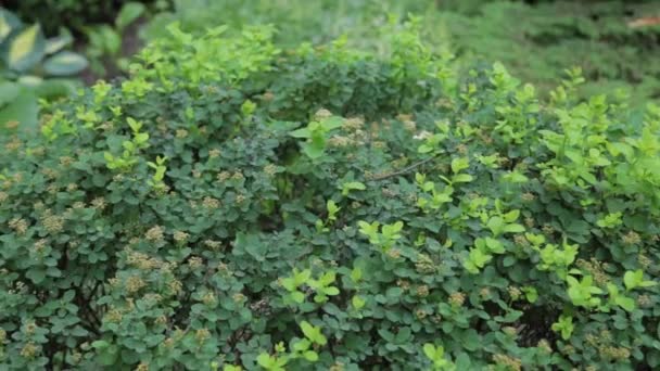 Arbustes verts d'été par une journée ensoleillée. — Video