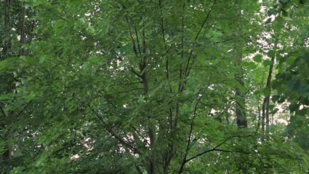 Krone der grünen Bäume im Sommer. — Stockvideo