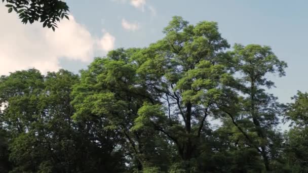 Krone der grünen Bäume im Sommer. — Stockvideo