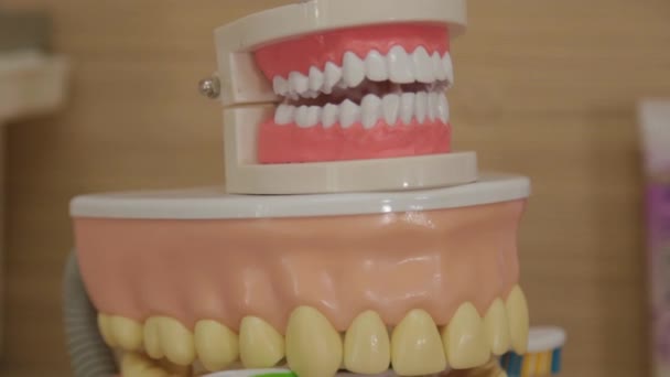 Belos dentes artificiais em um consultório odontológico . — Vídeo de Stock