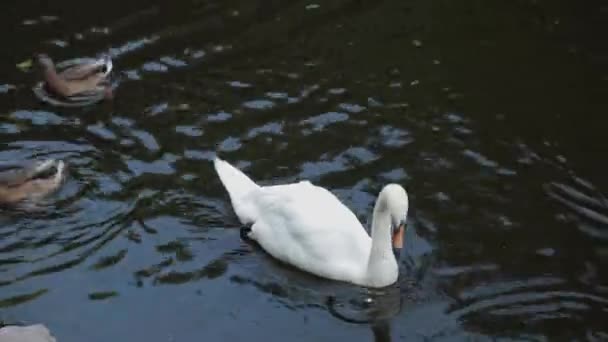 Hermoso cisne y patos nadan juntos. — Vídeos de Stock