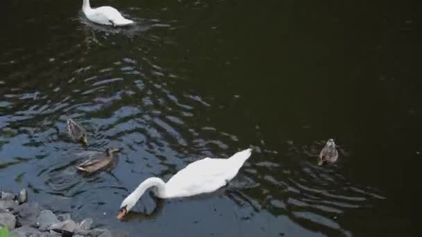 Hermoso cisne y patos nadan juntos. — Vídeos de Stock