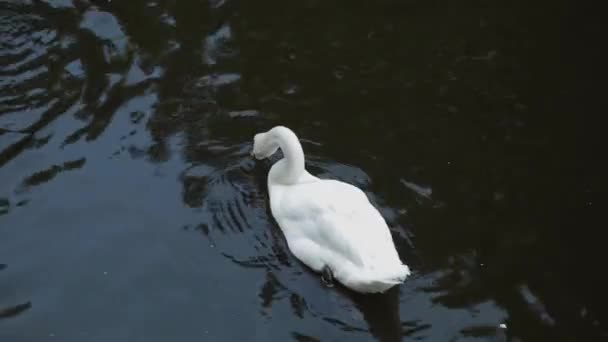 Hermoso cisne y patos nadan juntos. — Vídeos de Stock