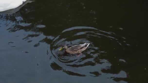 Hermoso cisne y patos nadan juntos. — Vídeos de Stock