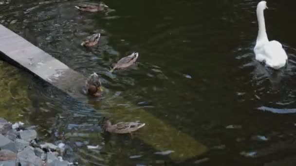 Piękny łabędź i kaczki pływają razem. — Wideo stockowe