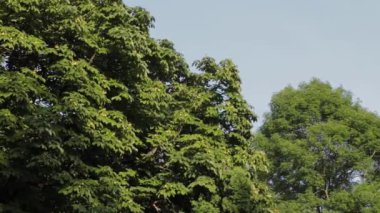 Yazın gökyüzüne karşı yeşil ağaçlar.