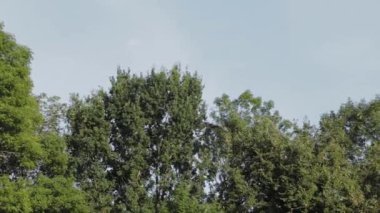 Yazın gökyüzüne karşı yeşil ağaçlar.