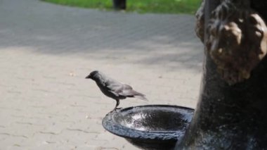 Parktaki çeşmenin oradaki siyah karga..