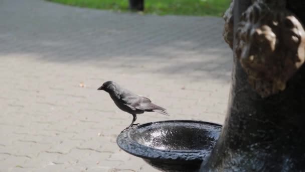 Чорний ворон на питному фонтані в парку . — стокове відео